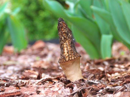 羊肚菌人工種植的氣象條件分析 羊肚菌人工種植的氣象條件分析